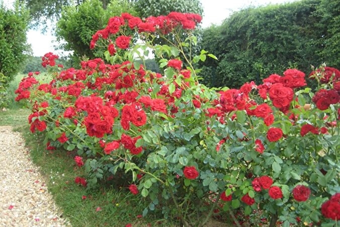 Роза Лили Марлен 6