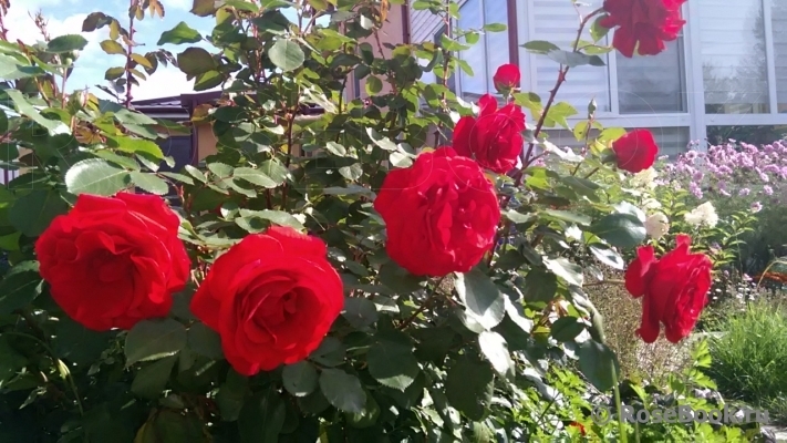 Роза Лилиана 2