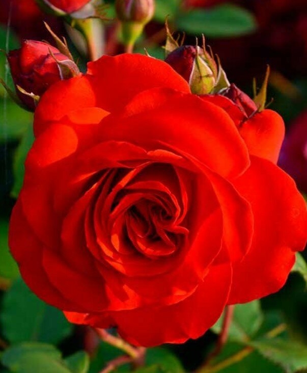 Роза Лилиана 3