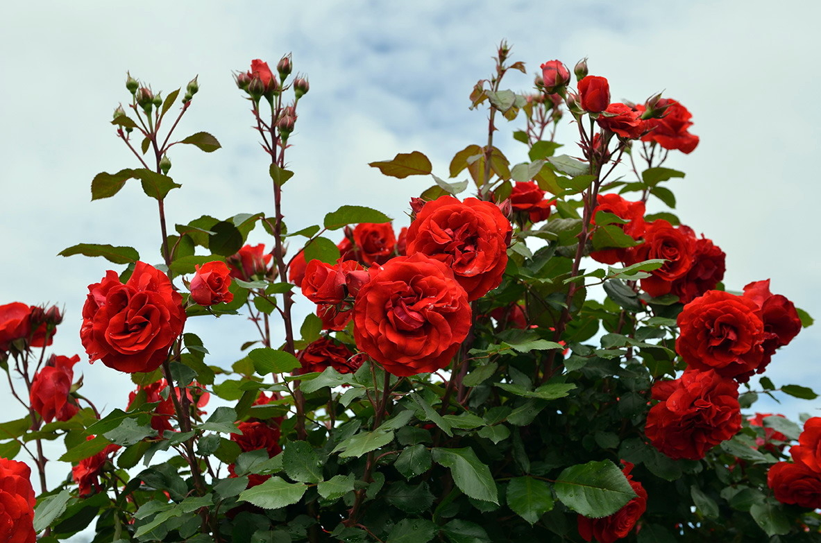 Роза Лилиана 4