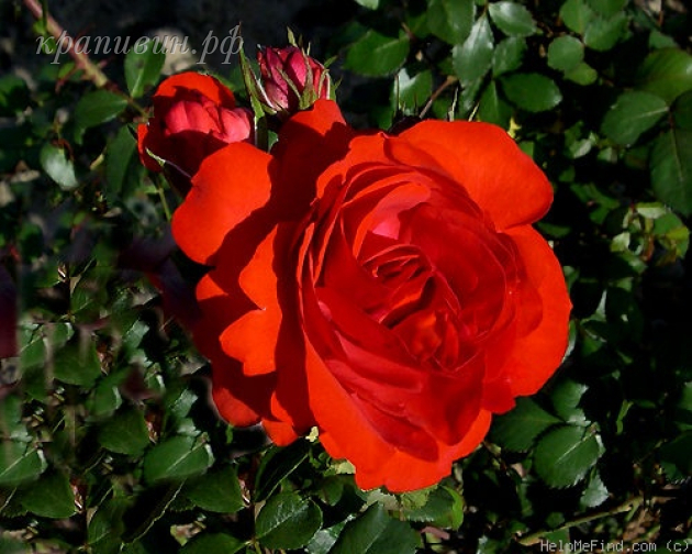 Роза Лилиана 5