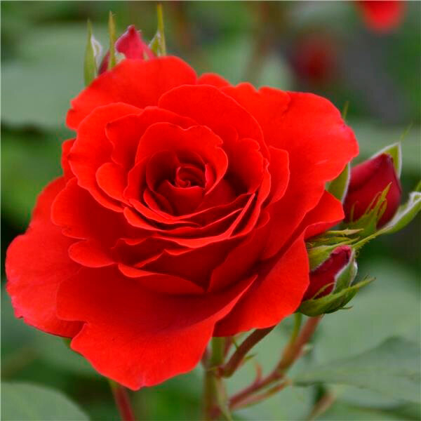 Роза Лилиана