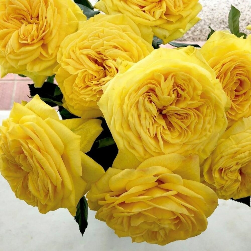 Роза Лимон Помпон 2