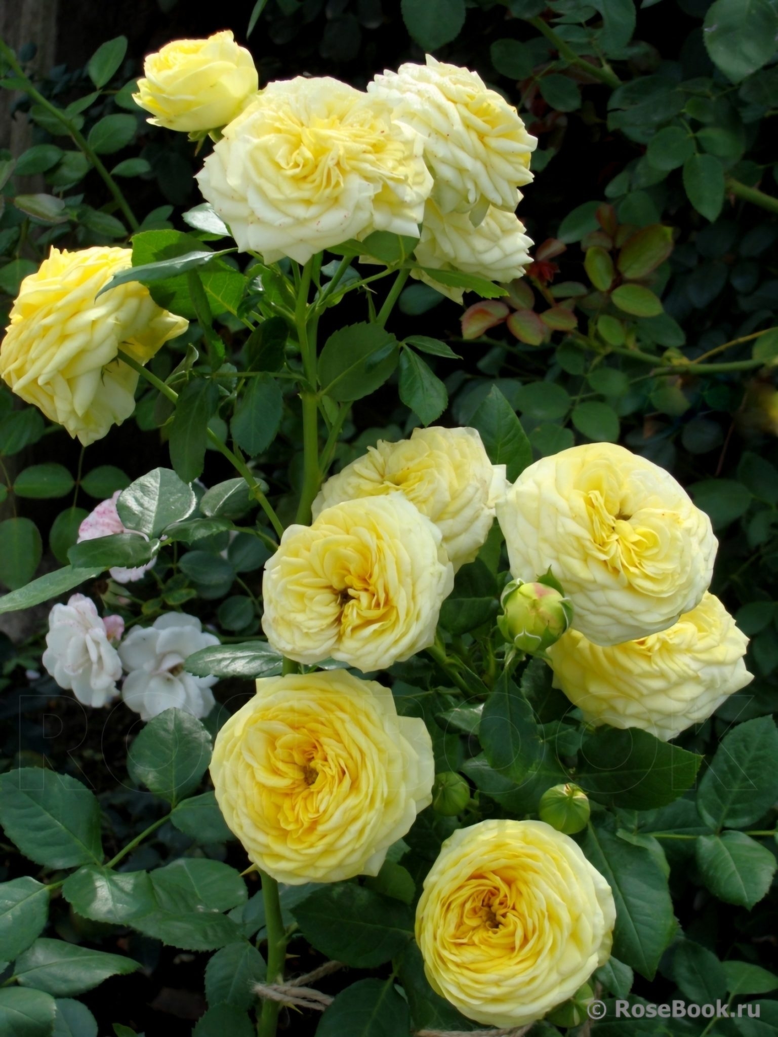 Роза Лимон Помпон 3