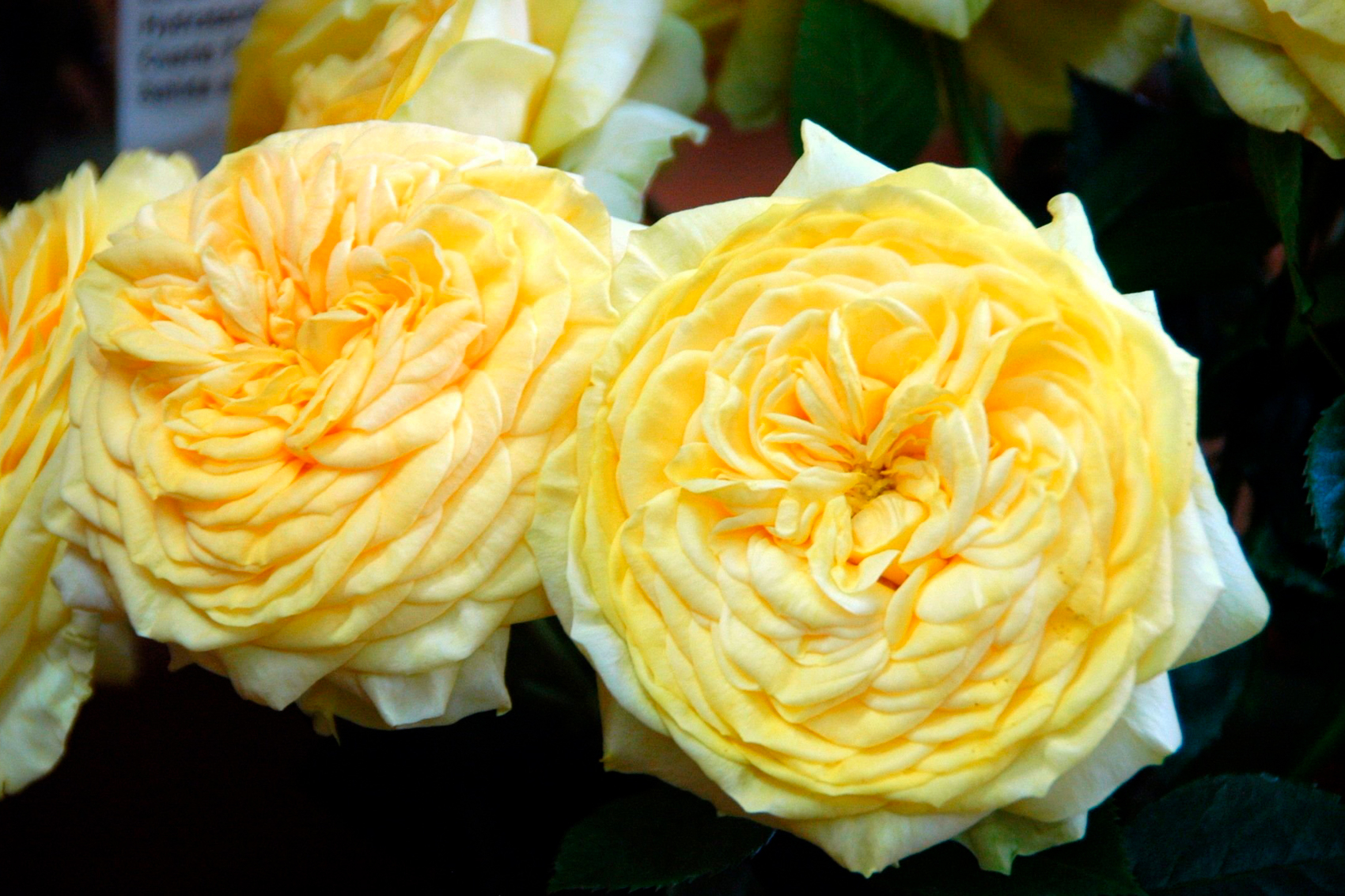 Роза Лимон Помпон 4