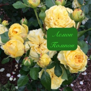 Роза Лимон Помпон
