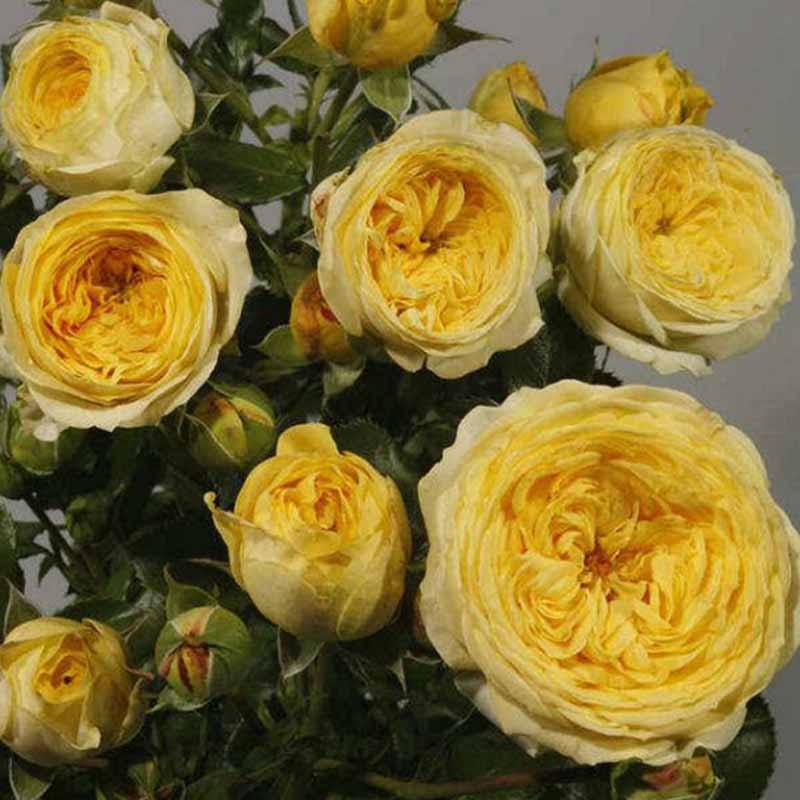 Роза Лимон Помпон 5