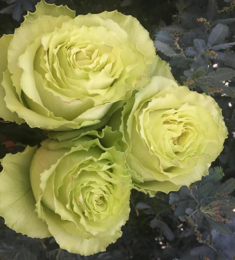 Роза Лимонад 3