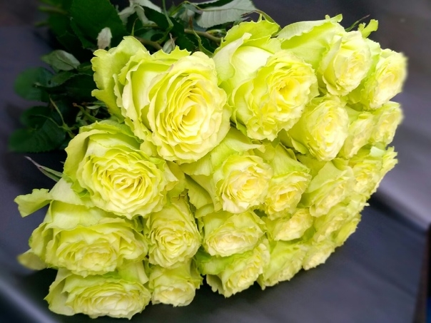 Роза Лимонад 5