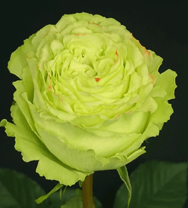 Роза Лимонад