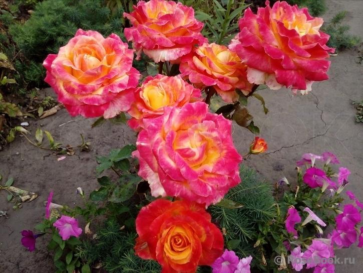 Роза Лина 4