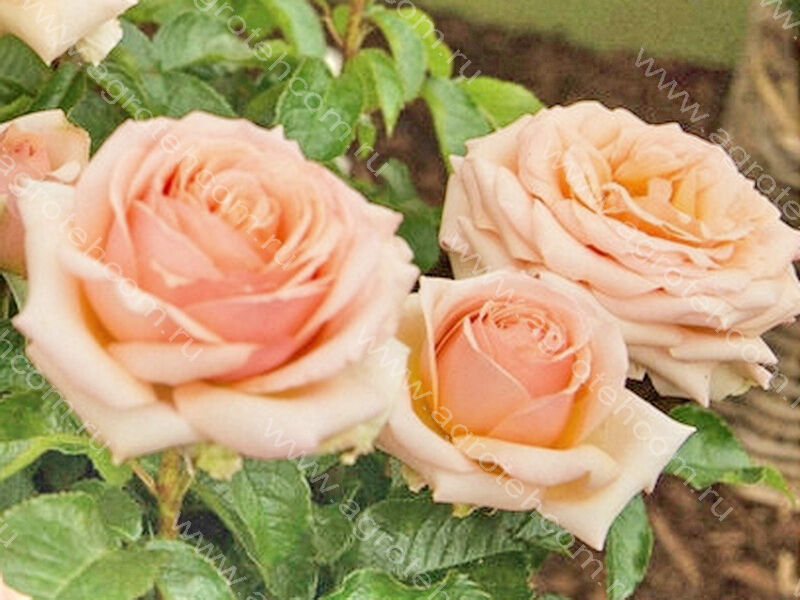 Роза Линда Беллингем 2