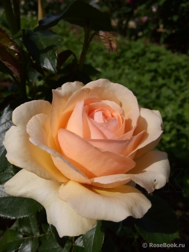 Роза Линда Беллингем 3