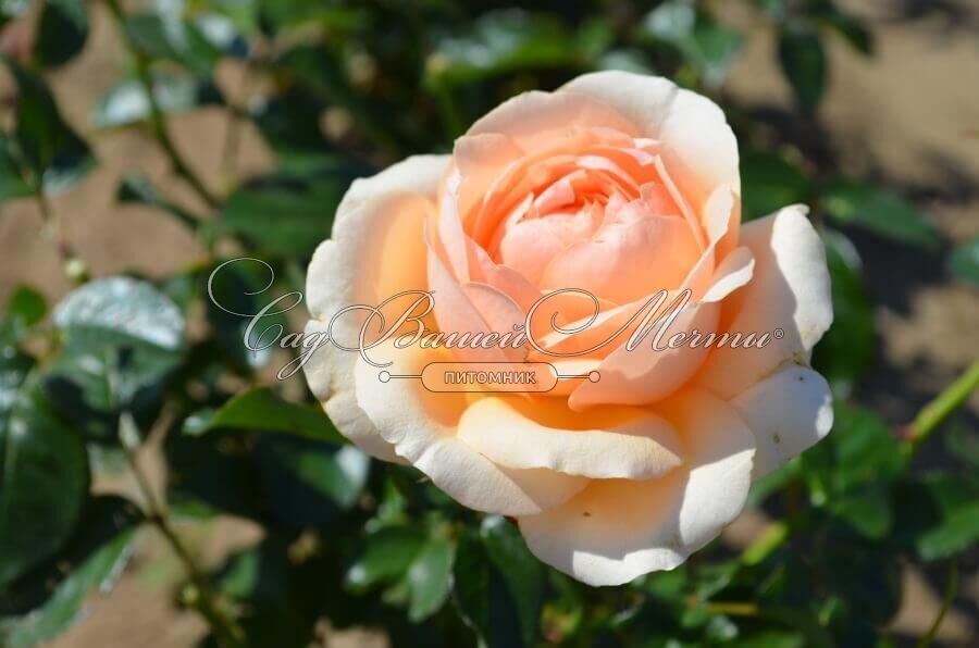 Роза Линда Беллингем 4