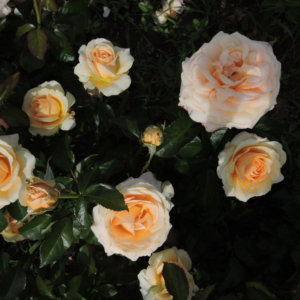 Роза Линда Беллингем