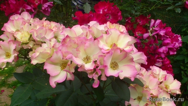 Роза Лиола 2