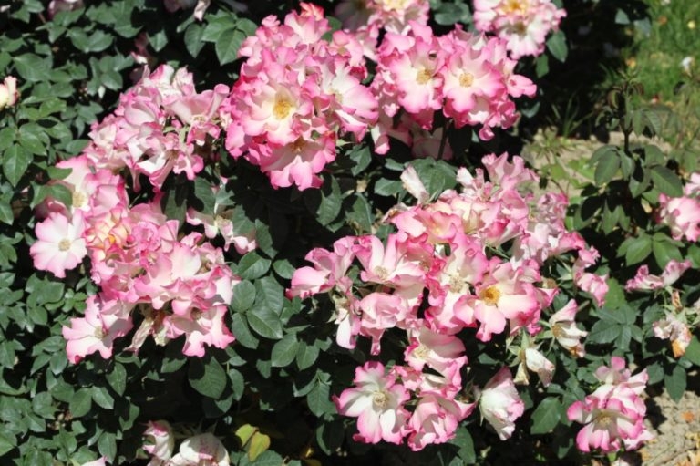 Роза Лиола 3