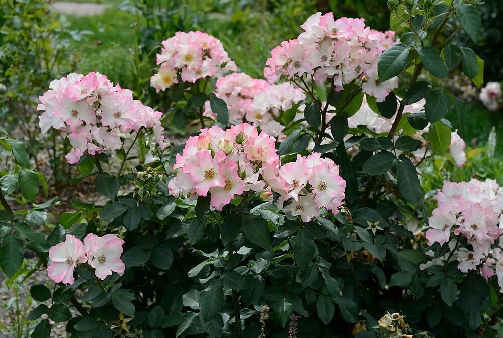 Роза Лиола 4