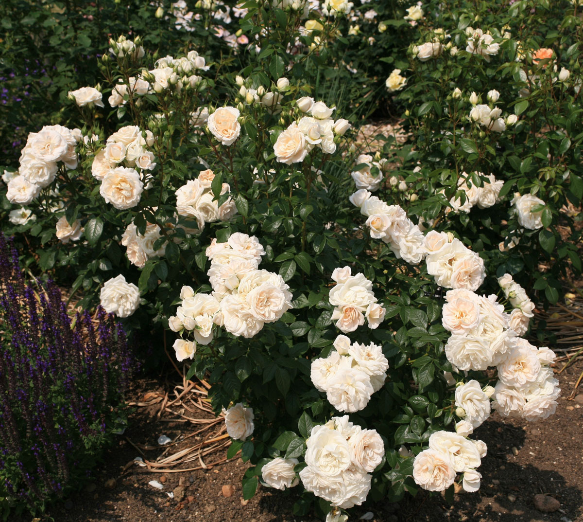 Роза Лионс Роуз 3