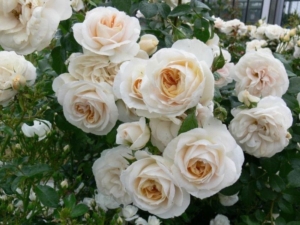 Роза Лионс Роуз