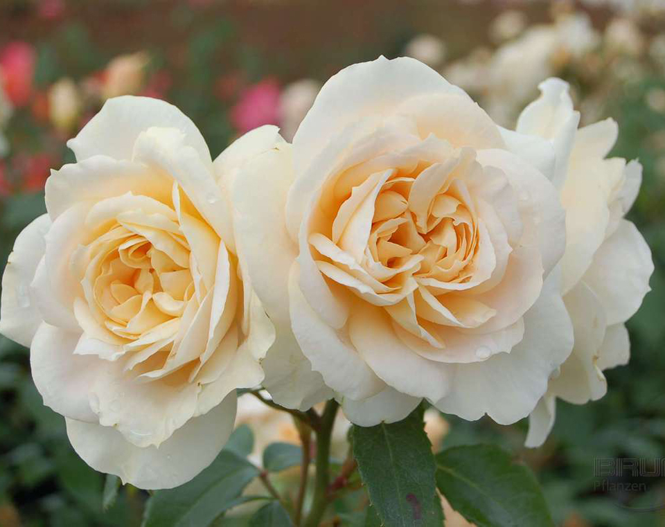 Роза Лионс Роуз 5