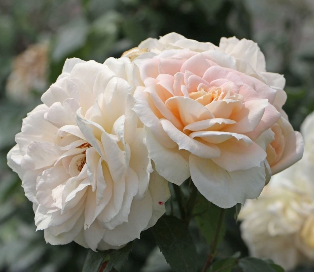 Роза Лионс Роуз 7