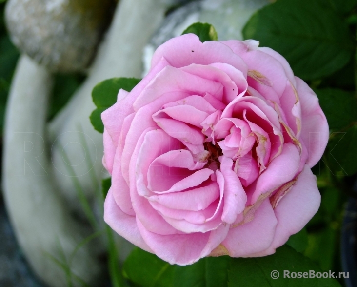 Роза Липарфюм 2