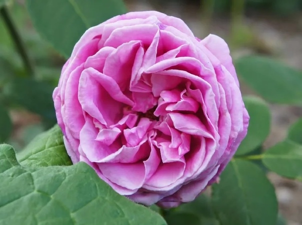 Роза Липарфюм 3