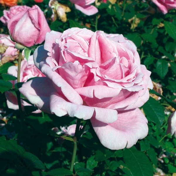 Роза Липарфюм 4