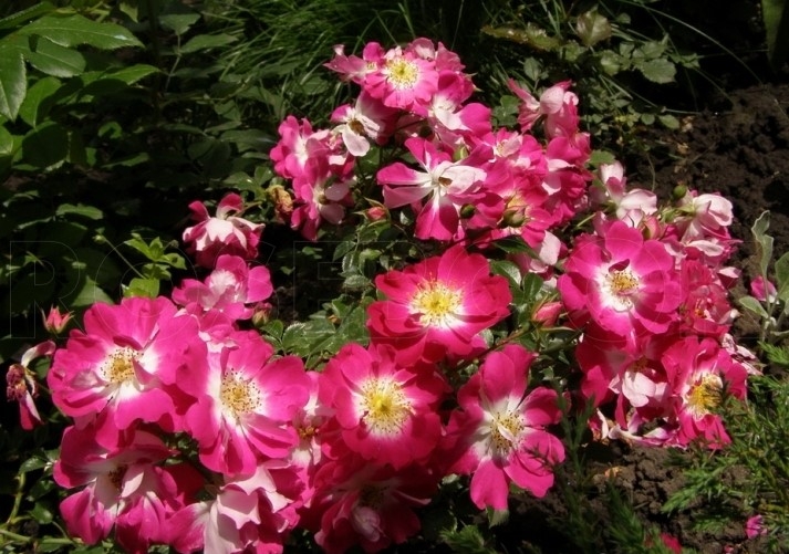 Роза Липстик 3