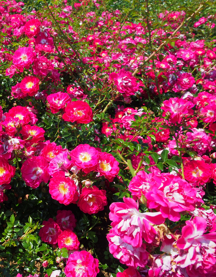 Роза Липстик 7