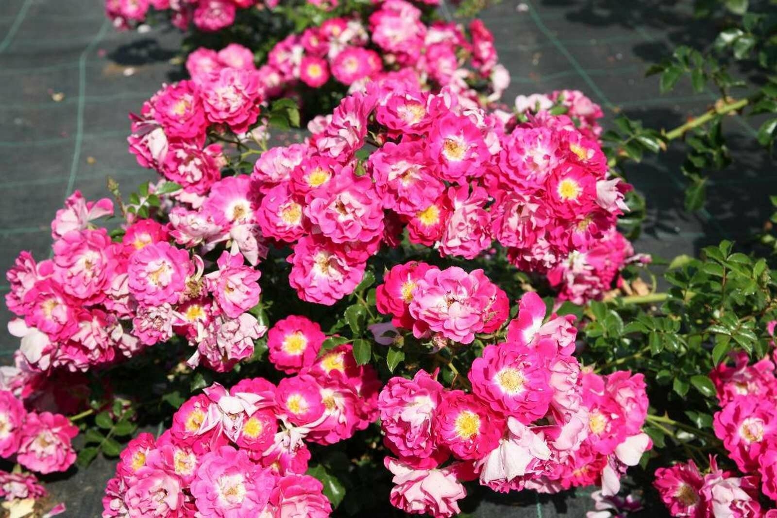 Роза Липстик 5