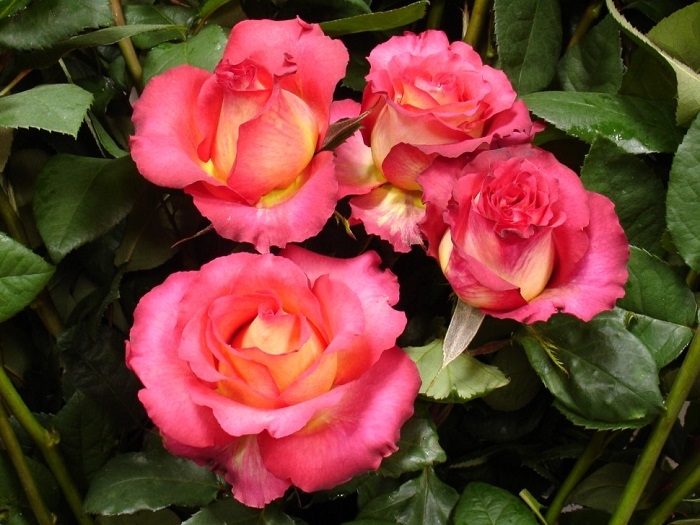 Роза Липстик 6