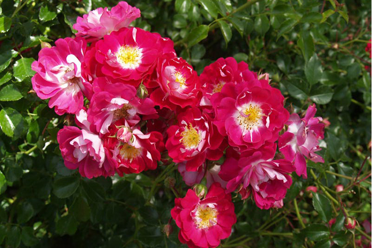 Роза Липстик 2