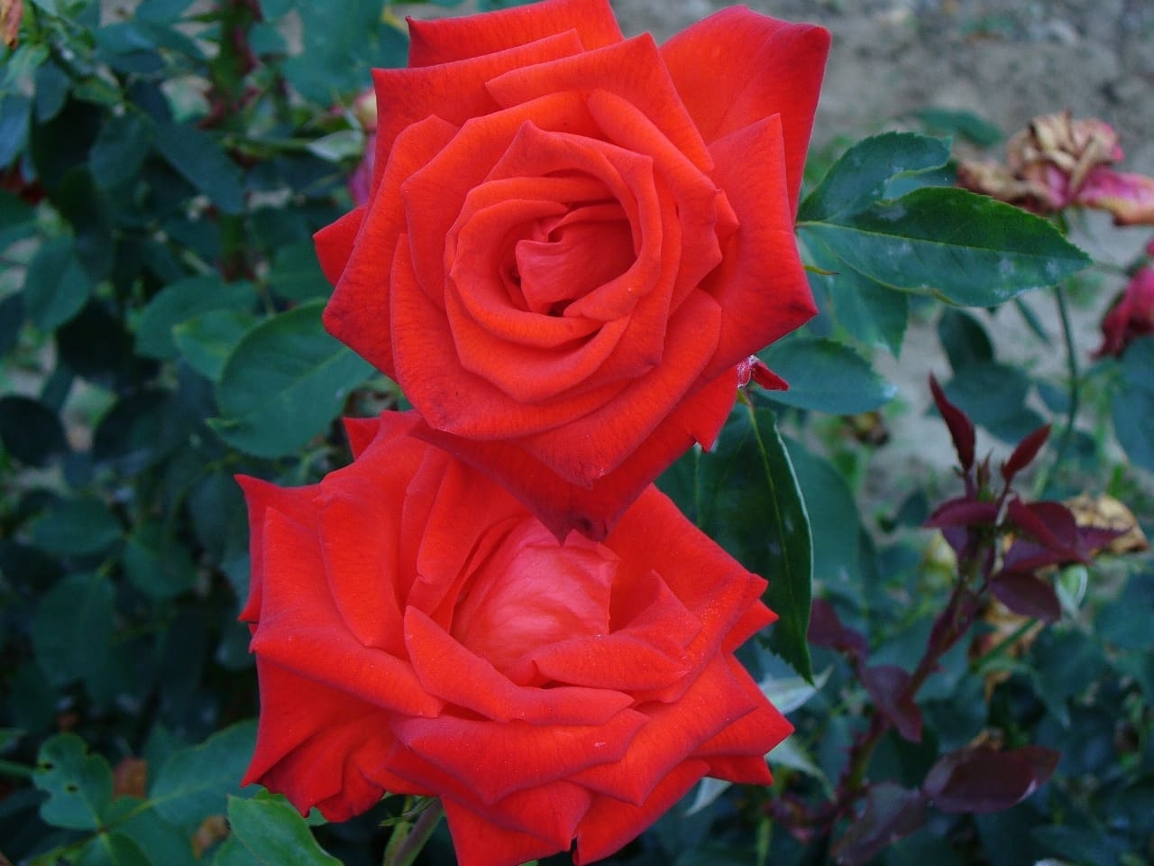 Роза Литке 3