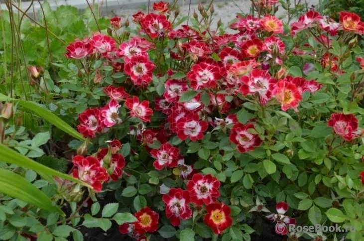 Роза Литл Артист 2