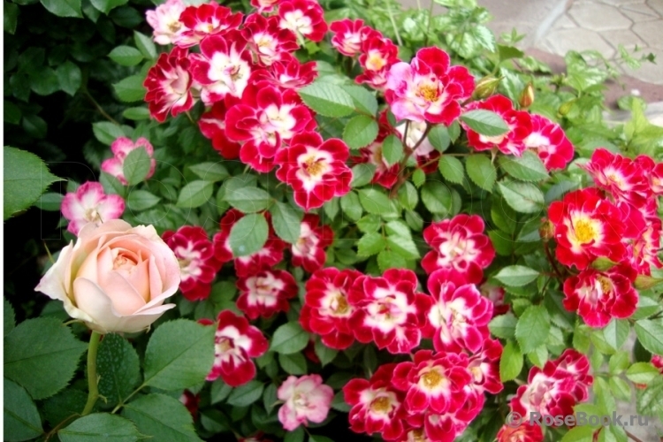 Роза Литл Артист 4