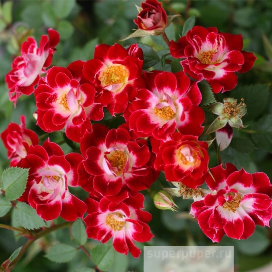 Роза Литл Артист 5