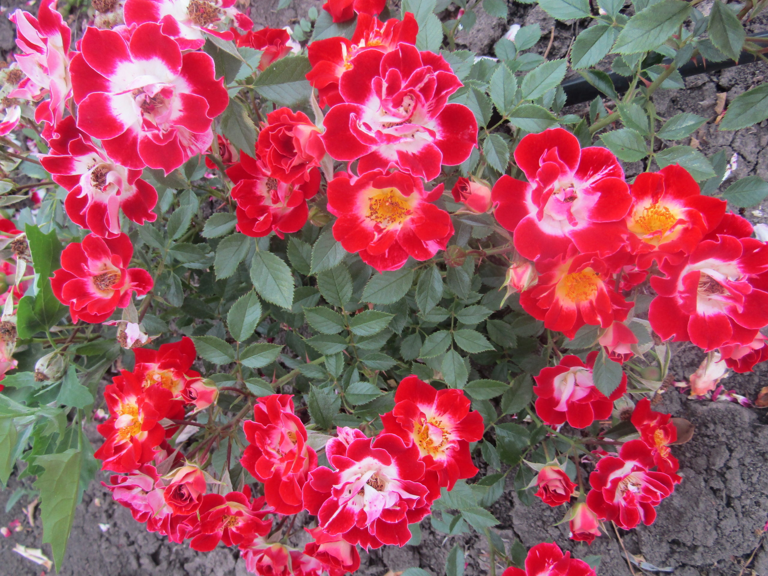 Роза Литл Артист 6