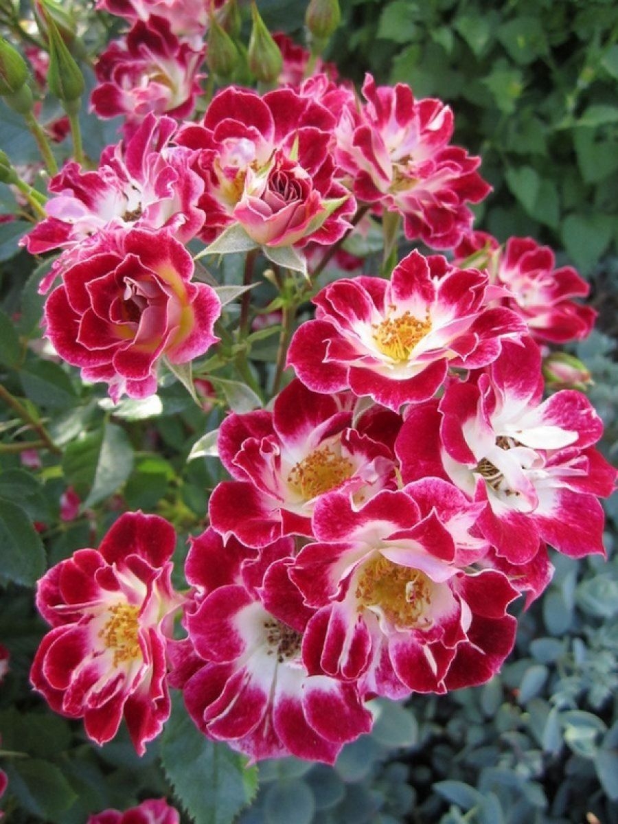 Роза Литл Артист