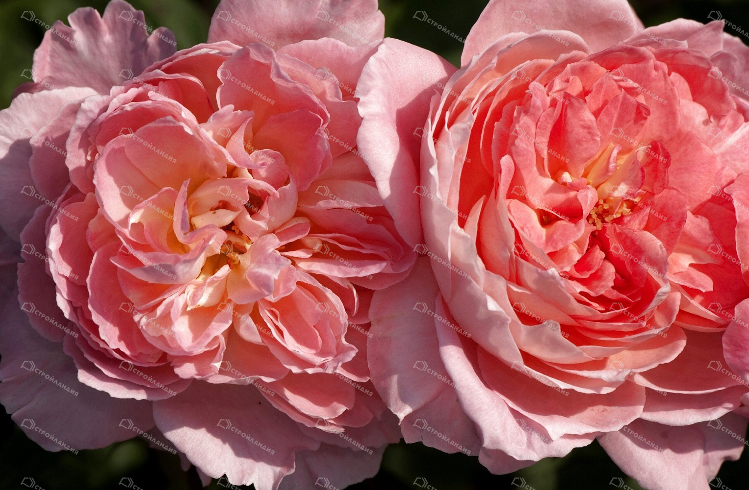 Роза Лив Тайлер 2