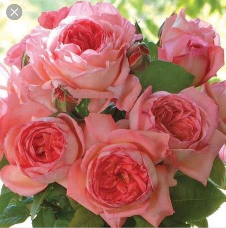 Роза Лив Тайлер 3