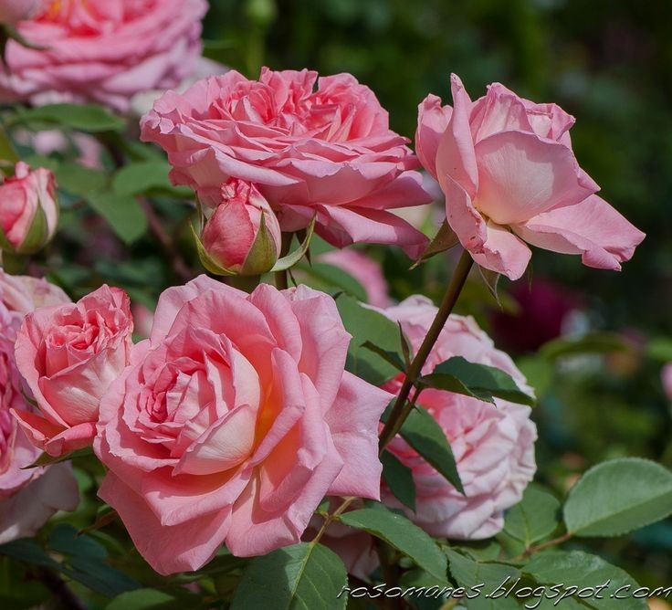 Роза Лив Тайлер 4