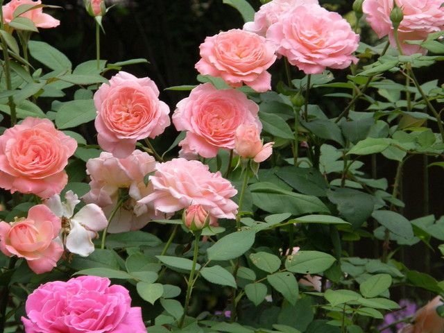 Роза Лив Тайлер