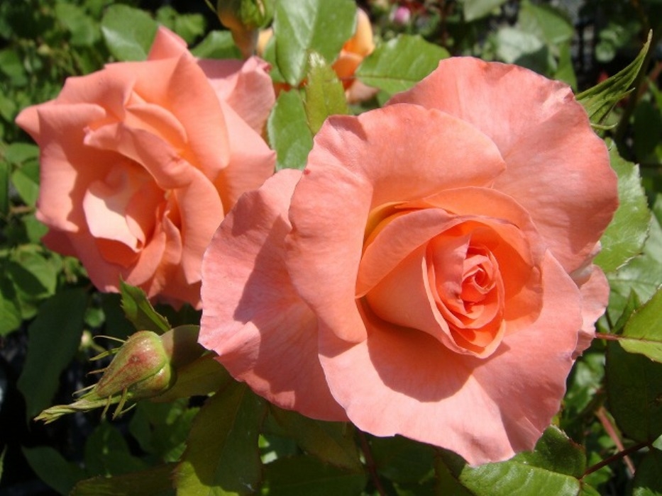 Роза Ливерпуль Эхо 2