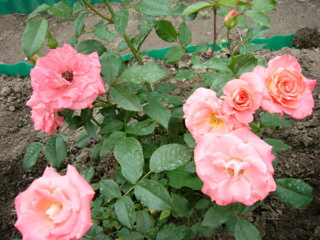 Роза Ливерпуль Эхо 3