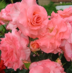 Роза Ливерпуль Эхо