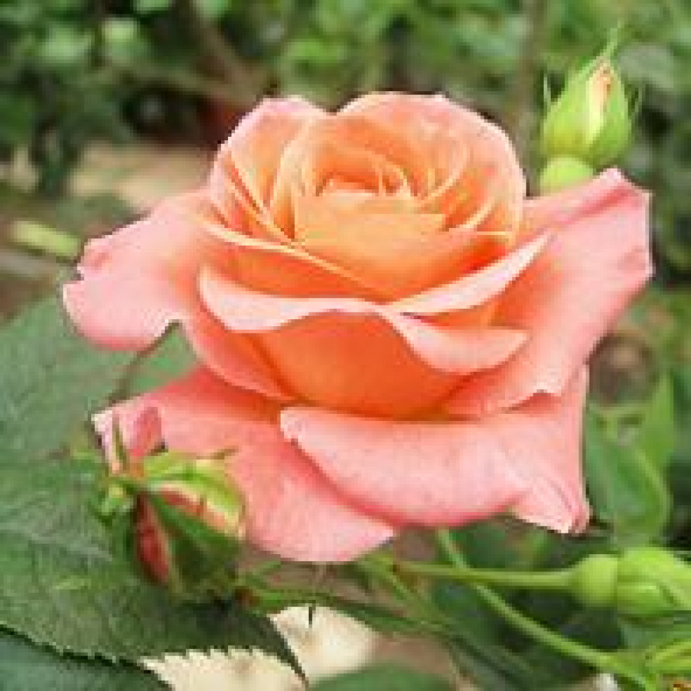 Роза Ливерпуль Эхо 4