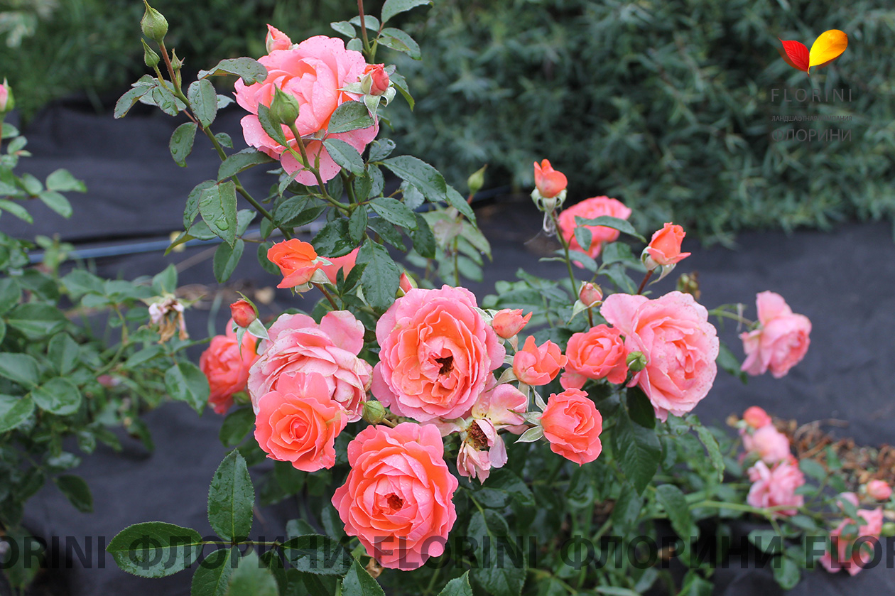 Роза Ливерпуль Эхо 5