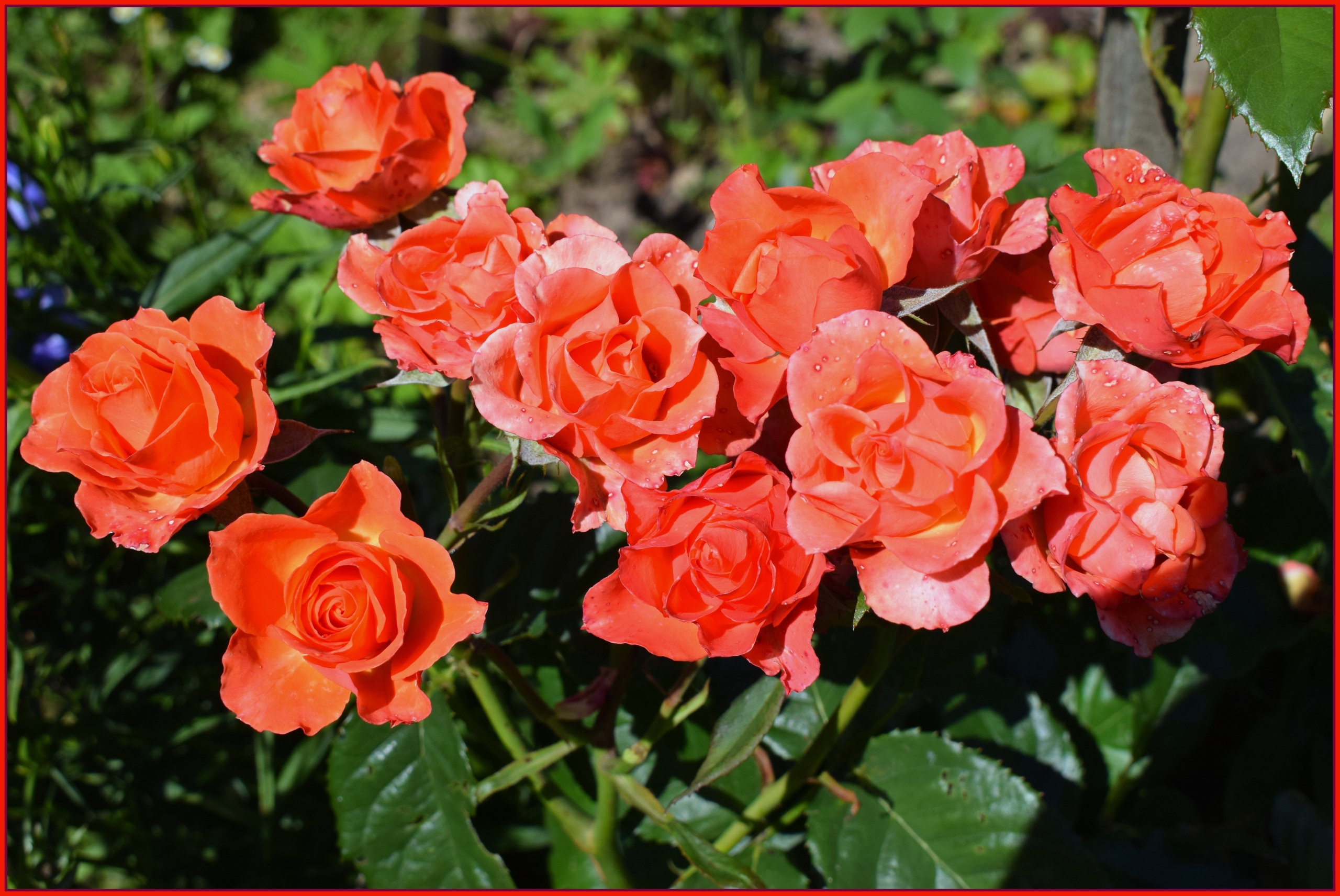 Роза Ливерпуль Эхо 6